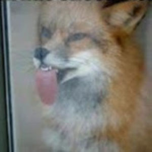 Meet your Posher, Amal